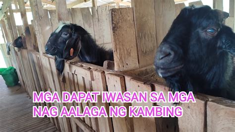 Mga Dapat Iwasan Sa Pag Aalaga Ng Kambing Goatfarming Kambing