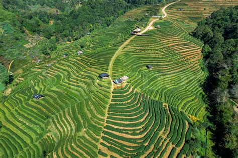 Aerial view of tea plantation in Chiang mai, Thailand. | Stock image | Colourbox