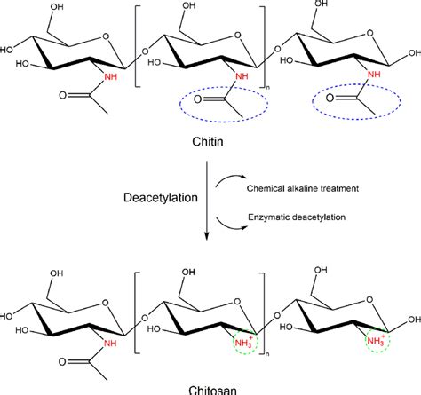 Deacetylation Of Chitin Into Chitosan Download Scientific Diagram