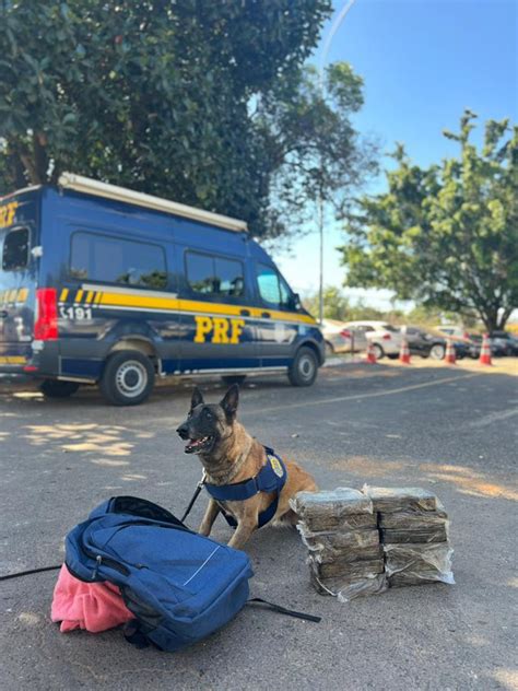 Prf Apreende 12 Kg De Cocaína Com Auxílio De Cães Em Brasília — Polícia