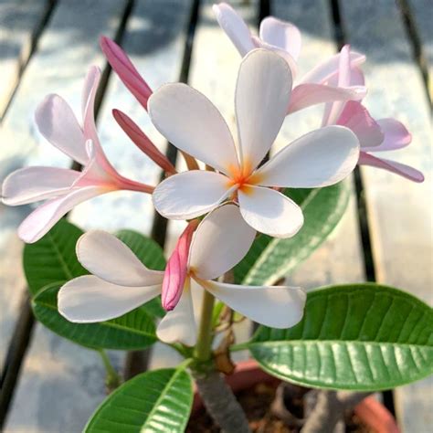 Plumeria Obtusa Furniture And Home Living Gardening Pots And Planters On