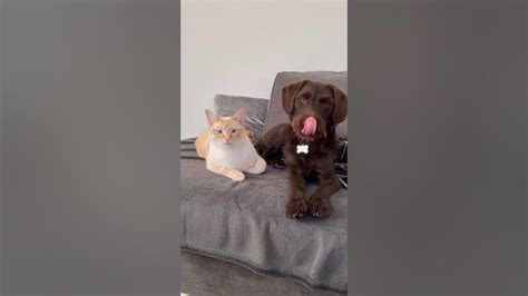 Cute Cat And Dog Inquisitively Looking At The Camera 😍cat Dog Pets