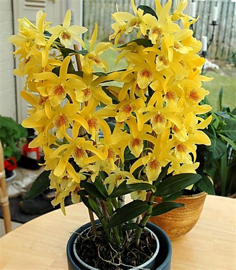 Orhideea Cu Flori Parfumate Dendrobium Nobile Adela Pârvu Interior