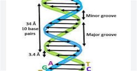 Diagram Of Watson And Crick Model Of Dna Double Helix Labele