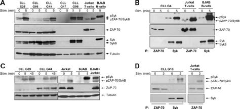 Zap 70 Is Not Phosphorylated On Positive Regulatory Tyrosine Residues