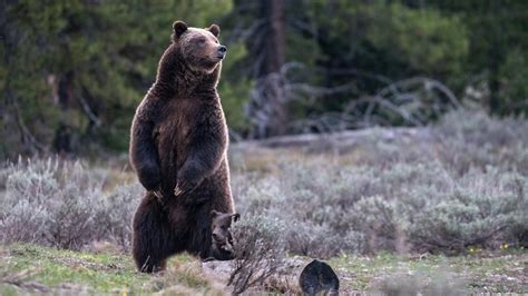 Grizzly Bears Emerging At Grand Teton National Park