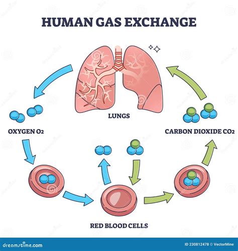 Proceso De Intercambio De Gas Humano Con Diagrama De Esquema De Explicación Del Ciclo De Oxígeno