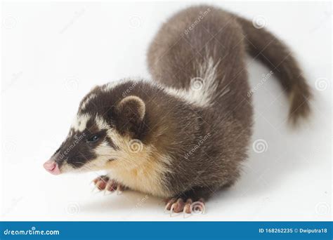 The Javan Ferret Badger Melogale Orientalis Is A Mustelid Endemic To