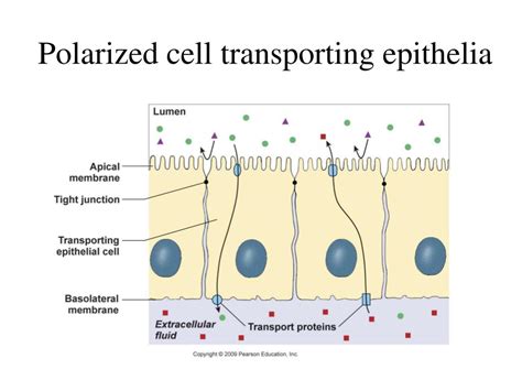 PPT - Membrane Dynamics: Movement and Potential PowerPoint Presentation ... 