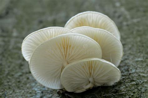 Porcelain Fungus Oudemansiella Mucida Mushrooms On A Wood Trunk Stock