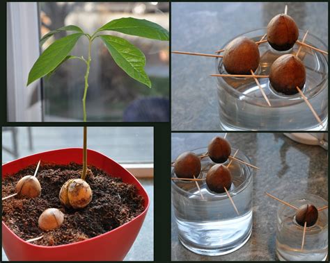 How To Grow Your Own Avocado Tree In Small Garden Pot