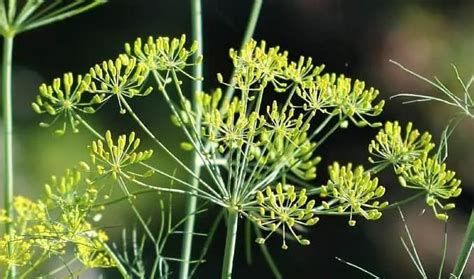 Dill Herb - Side Effects, Uses and Benefits