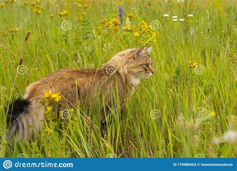 Striped Brown Cat Walks And Hunts In The Green Grass In The Field An