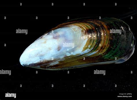 New Zealand Green Lipped Mussel Perna Canaliculus Stock Photo Alamy