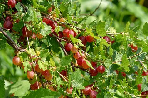 Jesieni Rozsyp Pod Krzakami Agrestu W Sezonie Obrodz Du Ymi I