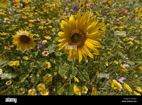 Sunflowers In A Field Of Wildflowers Hertfordshire Uk Stock Photo Alamy