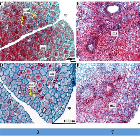 Plantlet Regeneration From Hybrid Pine Mature Zygotic Embryos A