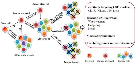 Advances In Molecular Perspectives Of Tumor Initiating Cells On Cancer