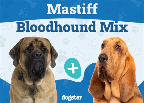 Mastiff Bloodhound Mix Info Pictures Care And More Dogster
