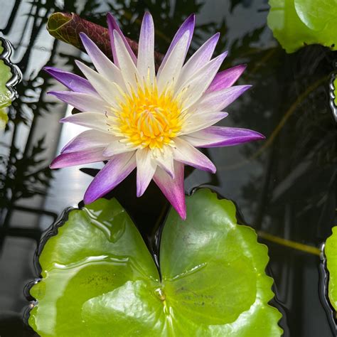 Tropical Water Lily Purple Joy Store Golden Pond Water Plants