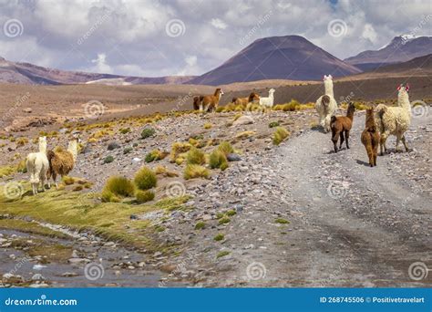 Llama Alpaca In Bolivia Altiplano Near Chilean Atacama Border South