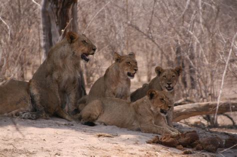 Pride Of Lions Chobe National Park Botswana Leesuzannesmith Flickr