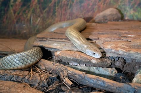 Night Herping In Southern Thailand Thailand Snakes