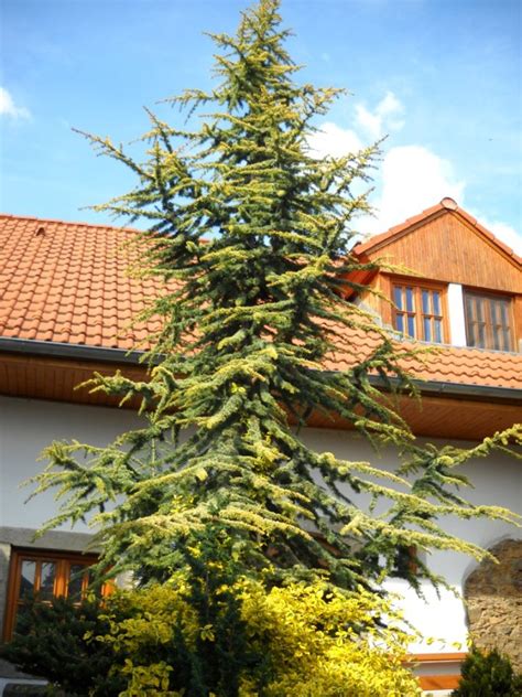 Cedrus Atlantica Aurea Rasadnik Fuderer