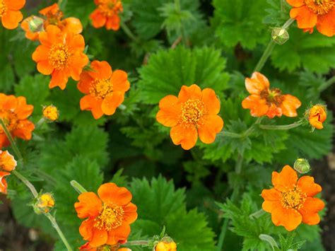 How To Grow And Care For Geums Love The Garden