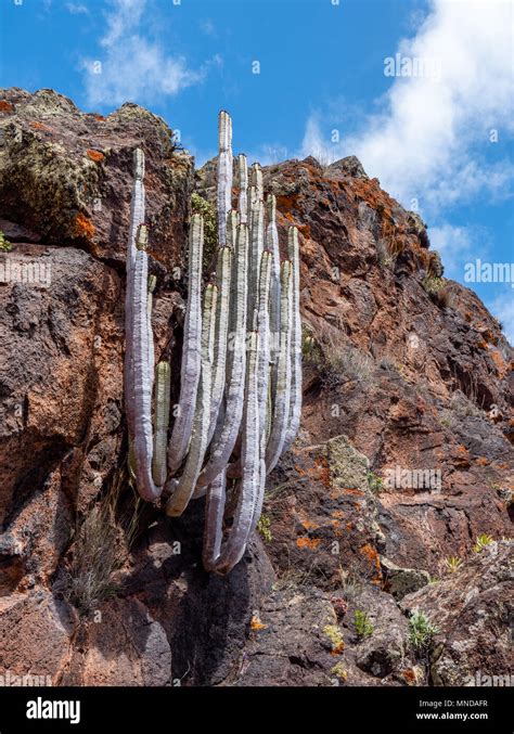 Cactus-like leafless stems of Euphorbia canariensis the Canary Spurge growing on the dry east ...