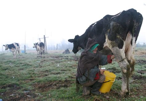 Accidentes En Fincas Infobae