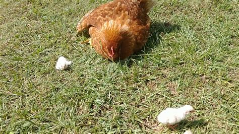 Day Old Guinea Keets Youtube