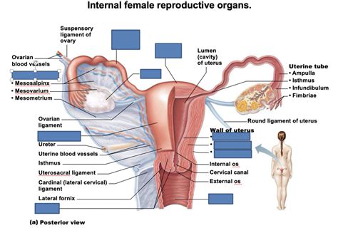 Anat Female Reproductive System Diagram Quizlet The Best Porn Website