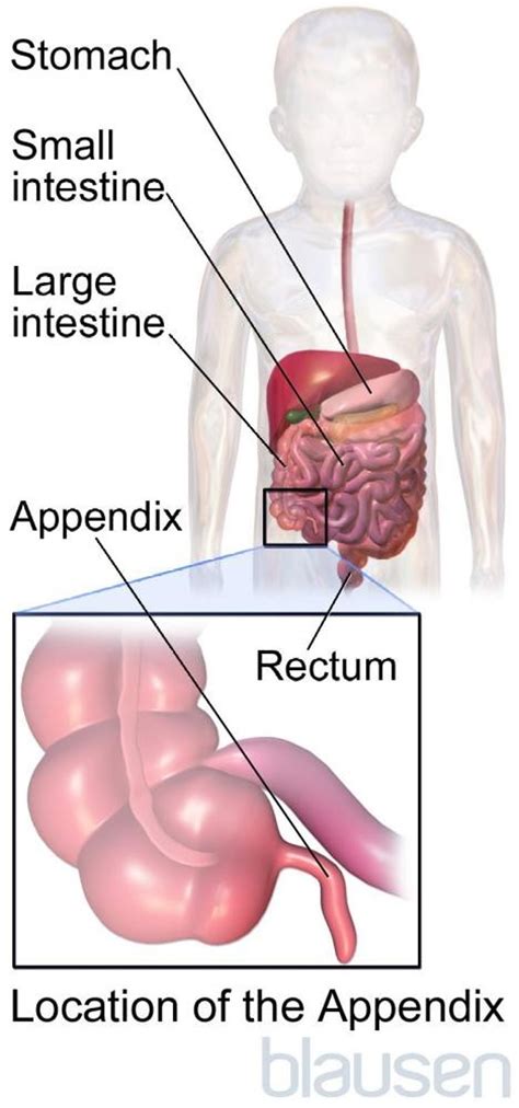Image:Location of the Appendix-Merck Manual Consumer Version 