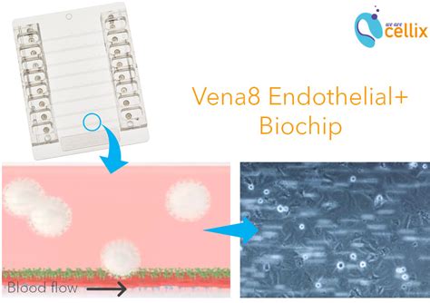 Cellix Solutions Mimic Microvascular Thrombosis Accelerating Covid 19