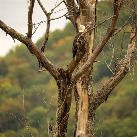 Eagle Perched on Bare Tree Branch · Free Stock Photo