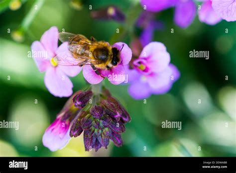 Honey Bee Apis Mellifera Collecting Pollen From A Verbena Bonariensis