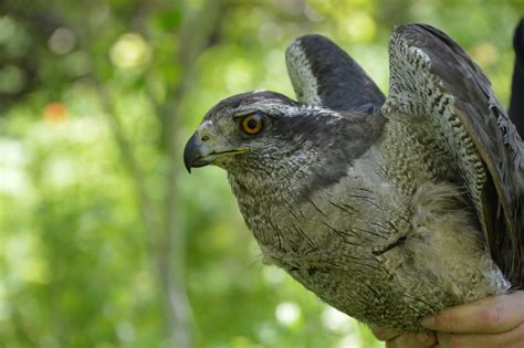 Northern Goshawk - NDOW