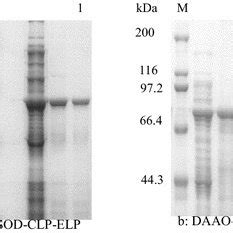 Purificatin Of Sod Clp Elp And Daao Clp Elp Analyzed By Sds Page Lane