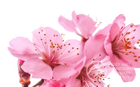 Is Cherry Blossom Poisonous To Dogs