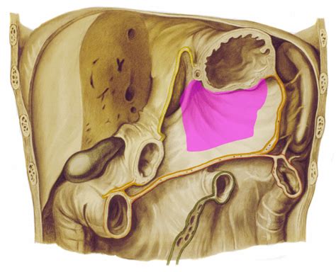 Anatomie Topographische Anatomie