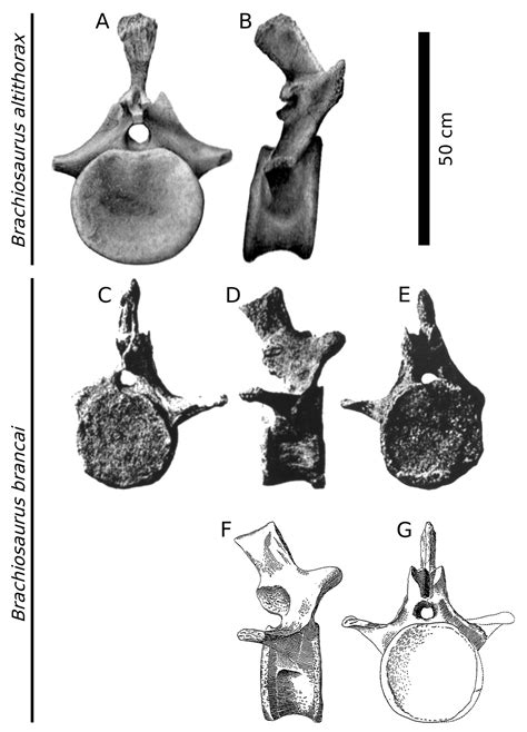 Brachiosaurus” Brancai Is Not Brachiosaurus Sauropod Vertebra