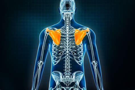 Scapula Bone Or Shoulder Blades X Ray Posterior View Osteology Of The