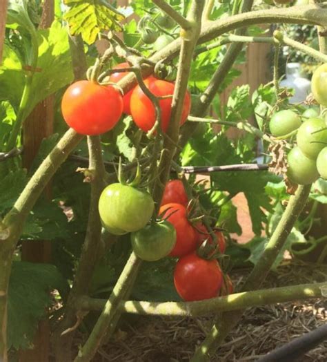 Tommy Toe Tomato Seeds Heirloom Tim S Tomatoes