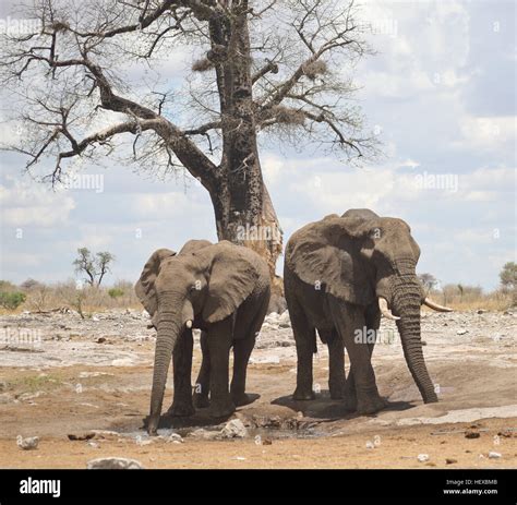 elephants in Africa Stock Photo - Alamy