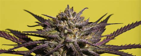 What Is Purple Cannabis Why Leaves Turn Purple And How To Grow Your Own Purple Weed Nuggmd