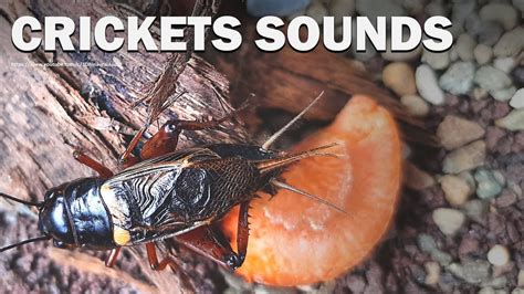 Cricket Chirp Sound Cricket Sounds At Night 1 Hour Crickets Chirping Cricket Cricket Sound