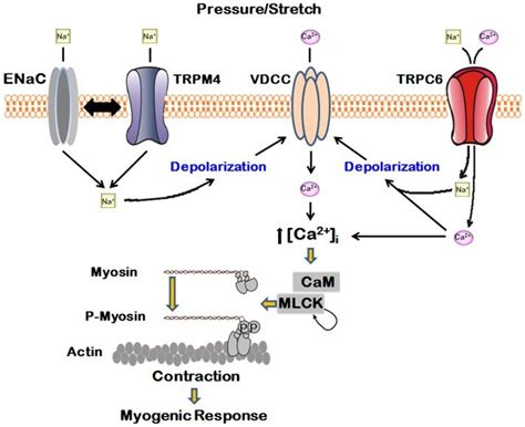 Pressure Or Stretch Activates Enac Trpm And Trpc Activation Of