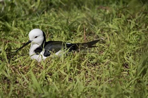 The Black Winged Stilt Is A Black And White Seabird Stock Image Image