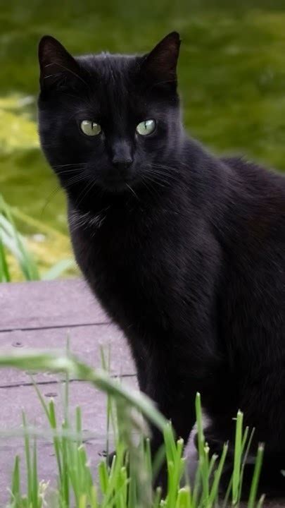 Fun Facts Black Cats In Some Parts Of Uk Belief Uk Blackcat Youtube